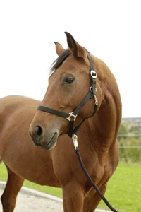 Covallero Nylon Halfter Hippo Vollblut 2 CoB schwarz M28 - Bild 1 von 2