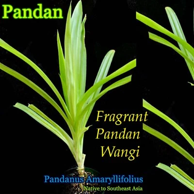 ~FRAGRANT PANDAN WANGI~ Pandanus Amaryllifolius UNIQUE RICE SPICE 12-18+in Potd - Image 1 of 4