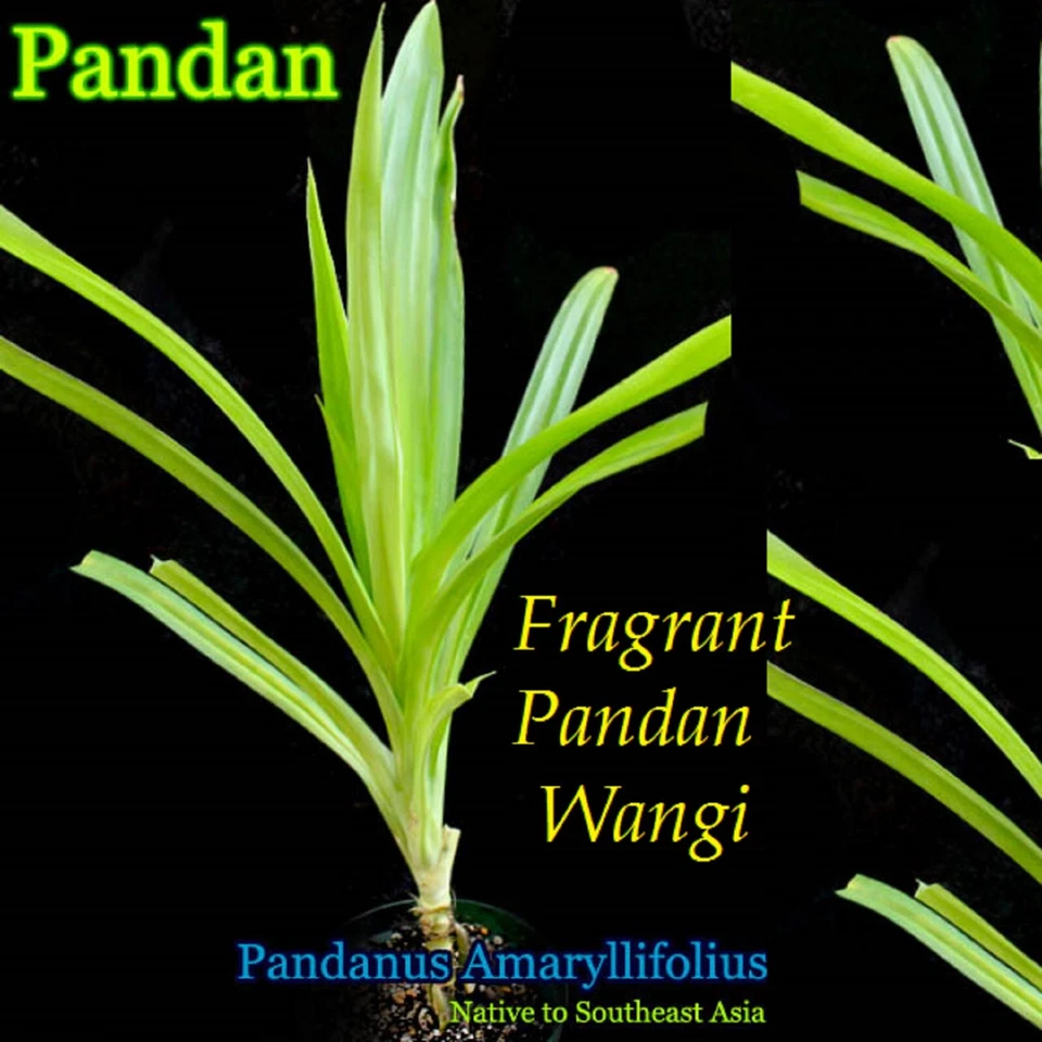 ~FRAGRANT PANDAN WANGI~ Pandanus Amaryllifolius UNIQUE RICE SPICE 12-18+in Potd - Image 1 of 4