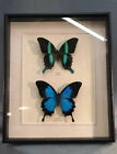 Real Blumei & Ulysses Butterfly Hand Set- Framed In UK Beautiful GIft Taxidermy