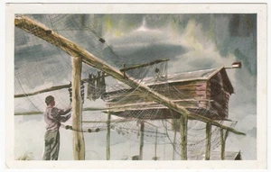 Alaska ~ Fish Curing ~ Vintage Alaska Airlines Postcard - Picture 1 of 2