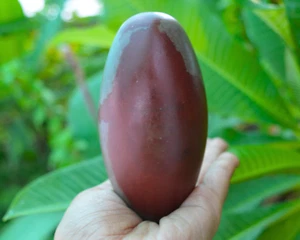 3.75"Shiva Lingam Stone Narmada River India Excellent & Attractive Lingam~751 - Picture 1 of 7