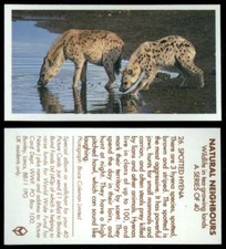 Spotted Hyena #26 Natural Neighbours 1992 Brooke Bond Tea Card