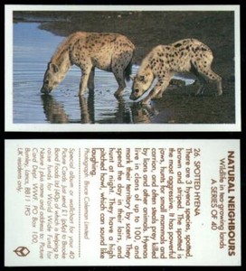 Spotted Hyena #26 Natural Neighbours 1992 Brooke Bond Tea Card