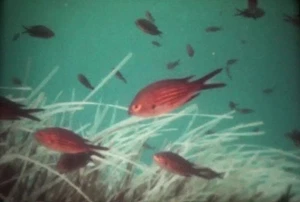 16mm Film -Ökologie der Meeresküste: Einfluss des Menschen - BRD 1987 - Farbe - Bild 1 von 24