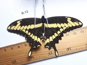 Unmounted Butterfly insects moth, Lepidoptera Papilionidae. North america Quebec - Picture 1 of 2