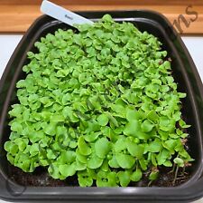 Basil Seeds Sprouting untreated Non-GMO 15g, 25g, 50g and 100gram Seeds quantity
