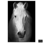 Animals Horse  Black White BOX FRAMED CANVAS ART Picture HDR 280gsm