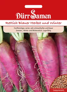 Rettich Blauer Herbst und Winter Rettichsamen von Dürrsamen ca 200 Korn - Bild 1 von 1