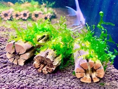 Nano Subwassertang moss on 3 inch Cholla Wood Shrimp Hideout Betta Aquarium