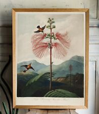 OKA, India Jane LARGE STUNNING Botanical Art Print Super High-Quality 