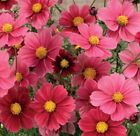 Cosmos Seeds Annual Flowers Garden Plants 'Antiquity' 10 Seeds