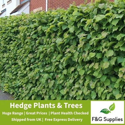 Hazel Corylus native bare root hedge plants hedging - 7 sizes - Image 1 of 4