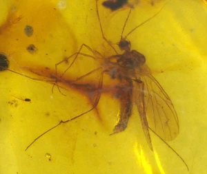 Mosca micetófila hembra en birmana birmana ámbar fósil dinosaurio edad - Imagen 1 de 9