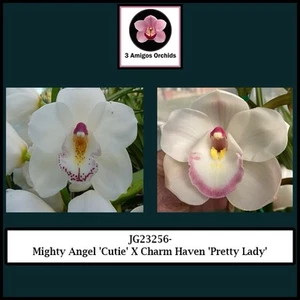 JG Seedling Flask - Mighty Angel X Charm Haven - Picture 1 of 2
