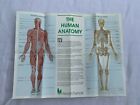 Human Anatomy Body Muscles Skleton Poster Health Trends Vintage 53538
