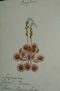 Botanical Flowers / Original watercolour circa 1900- Drosera (Sundew) - Picture 1 of 1