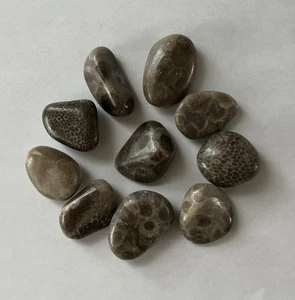 Lote de 10 pequeñas piedras pulidas Petoskey y favoritas fósiles de Michigan - Imagen 1 de 5