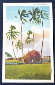 Rice Paddy Hawaii HI Postcard PC 1940s Unused Curteich - Picture 1 of 1