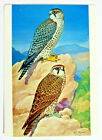 Postkarte - ROTFUSSFALKE (Falco vespertinus), H. J. Slijper, Dixon (MJ1-3)