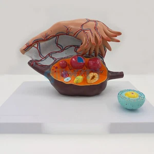 Female Enlarge Ovaries Structure Anatomy Model 5X Life Size Anatomy Pregnancy - Picture 1 of 6