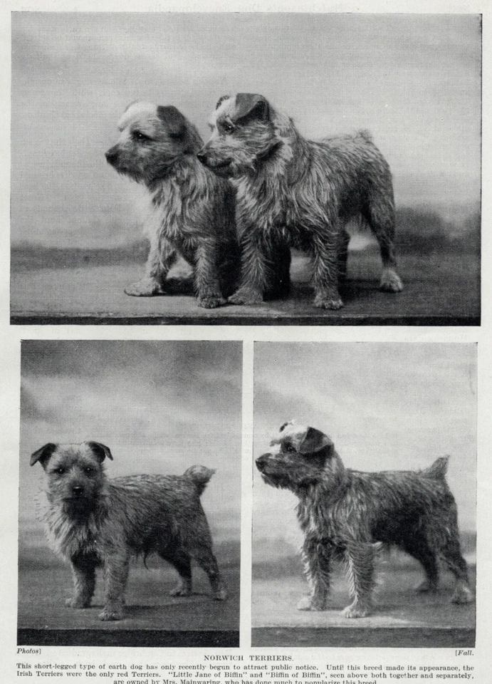 Norwich Terrier "Familia" - 1934 Vintage Arte para Perros "Foto" Impresión - PERSONALIZADO MATE Foto 1 de 1