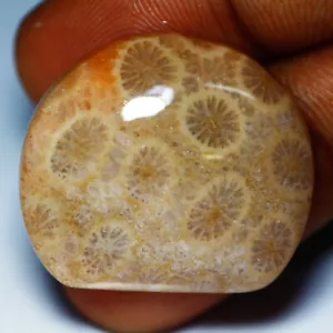 Piedra preciosa natural suelta fósil de coral 43,45 quilates - Imagen 1 de 2