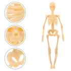  Skelettmodell Human Body Brodekoration Menschlicher Krper