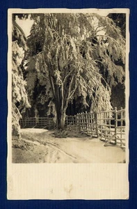 *** Baum mit Zaun *** CPA 0107 - Bild 1 von 1