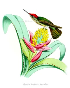 Arte de pared de colibrí vintage n.º 7 impresiones artísticas sin marco regalos de aves para ella - Imagen 1 de 5