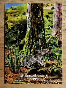 2011 Topps Allen e Ginter Ascent of Man #AOM13 Euteriani - Foto 1 di 2