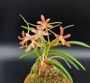 Orchid Neofinetia falcata Samjiyeon IMPORTED FROM SOUTH KOREA - Picture 1 of 3