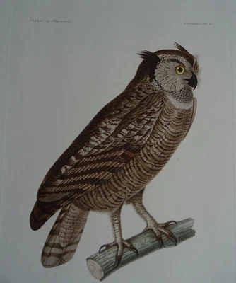 FERRET ET GALINIER VOYAGE EN ABYSSINIE ATLAS Afrique Rare faune flore 1847 1848 - Photo 1/4