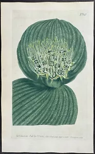 Curtis - Massonia de hojas peludas. Revista botánica 642 - 1803 - Imagen 1 de 1
