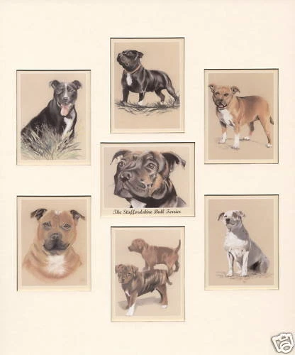 Juego de tarjetas de coleccionista THE STAFFORDSHIRE BULL TERRIER se adapta al marco de 12"" x 10"" Staffie Foto 1 de 1