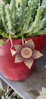 Starfish Cactus Stapelia Variegata, 3” - Image 1 of 3