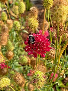 Fire King Scabiosa Flower Seeds USA PRODUCED/SOLD - Picture 1 of 3