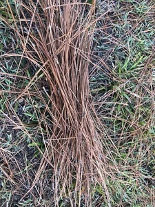 Dried Pine Needles - Picture 1 of 1