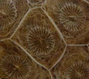 FÓSIL DEVONIAN "CORAL SOLAR" Acerfularia sp.---- SÁHARA OCCIDENTAL Smara /ph192 - Imagen 1 de 9