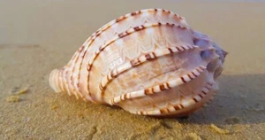Exquisite Harpa Major Seashell - Rare Harp Shell Lyre Shell - Collector's Dream - Picture 1 of 7