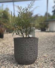 35cm Patterned Flower Pot Round /  Dark Grey   - Stonelite / Improved Fibreclay