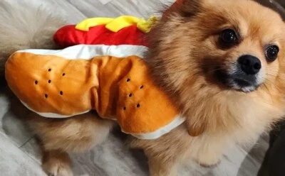 Disfraz de Hot Dog Mascota Perro Gato Talla Pequeña, Duque y Pequeños Productos para Mascotas Foto 1 de 4