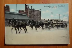 Schleppen von Reis von vier Maultieren Float, New Orleans LA Postkarte - Bild 1 von 2
