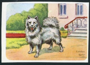 POMERANIAN GERMAN SPITZ  EUROPE ISSUE 1950'S DOG PICTURE STICKER / TRADE CARD - Picture 1 of 1