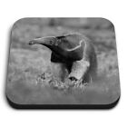 Square MDF Magnets - BW - Wild Anteater Animal  #42117