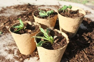ECO Round Fibre Pots 6cm Gardening Biodegradable 96 Pack NO PACKAGING NO PLASTIC - Picture 1 of 3