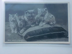 Cats Kittens Cushion Best Seats Engaged Vintage W&K RP Postcard Real Photograph - Picture 1 of 2