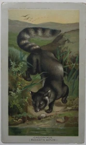 1890 ARBUCKLE COFFEE K1 Animals Series # 17 CACOMIXLE RARE Trade Card - Picture 1 of 2
