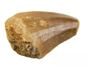 Mosasaurio fósil de 1,39" (Prognathodon) diente - Marruecos - Imagen 1 de 4