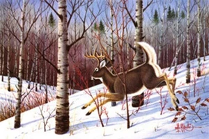 FRIGHTENED WHITETAIL - Hirschdruck s/n von Les Kouba - neu, kostenloser Versand - Bild 1 von 1